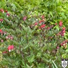 Dicentra spectabilis 'Valentine' - Harilik murtudsüda 'Valentine' P11/0,75L